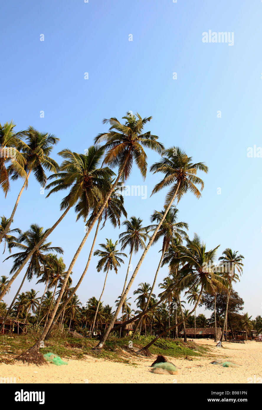 Inde Goa plage de Colva Coconut Palm Grove landscape Banque D'Images