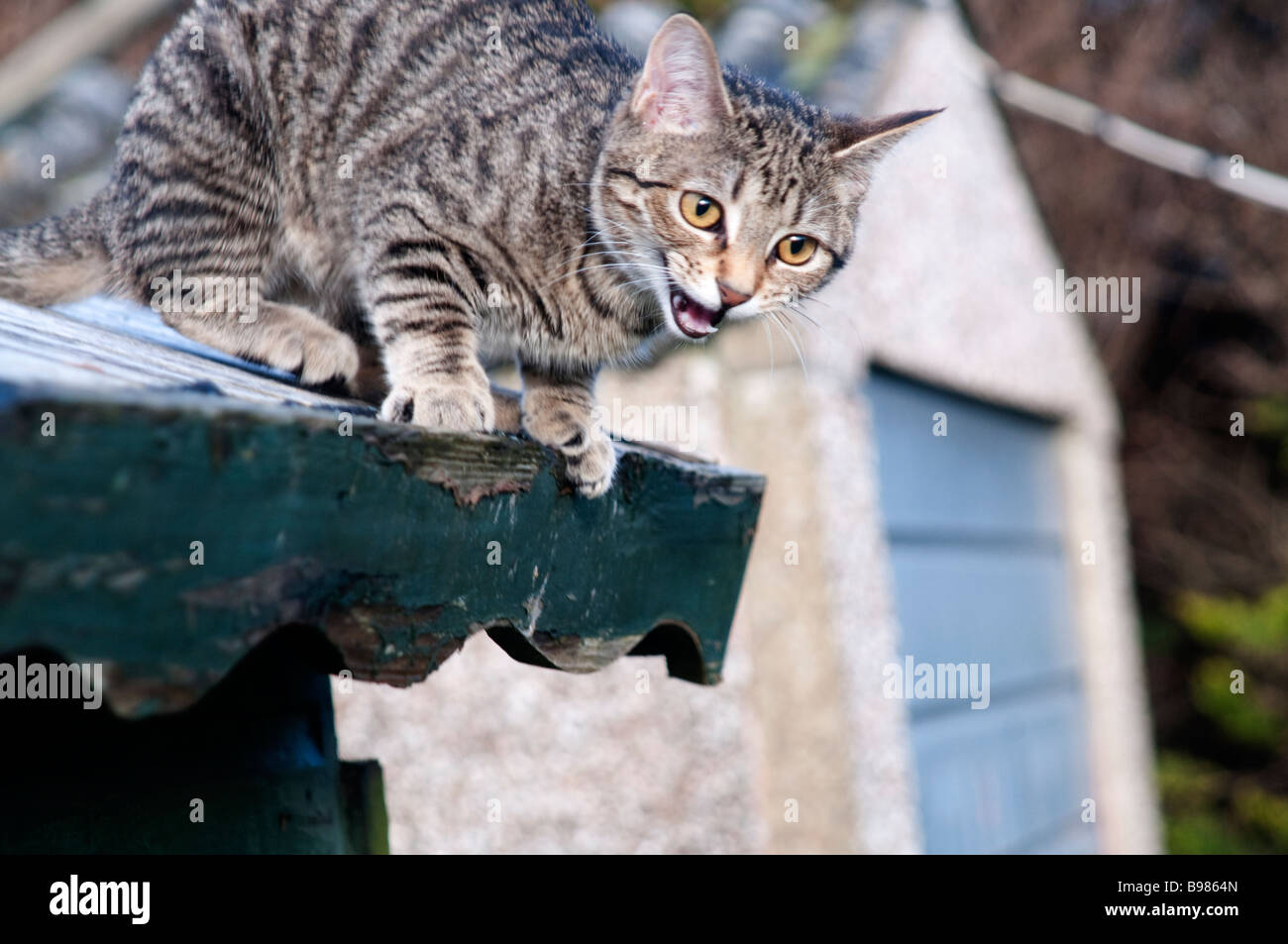 A 6 Mois Du Chat Tigre Coince Sur Le Toit D Un Abri De Jardin Dans La Region De Cornwall Uk Photo Stock Alamy