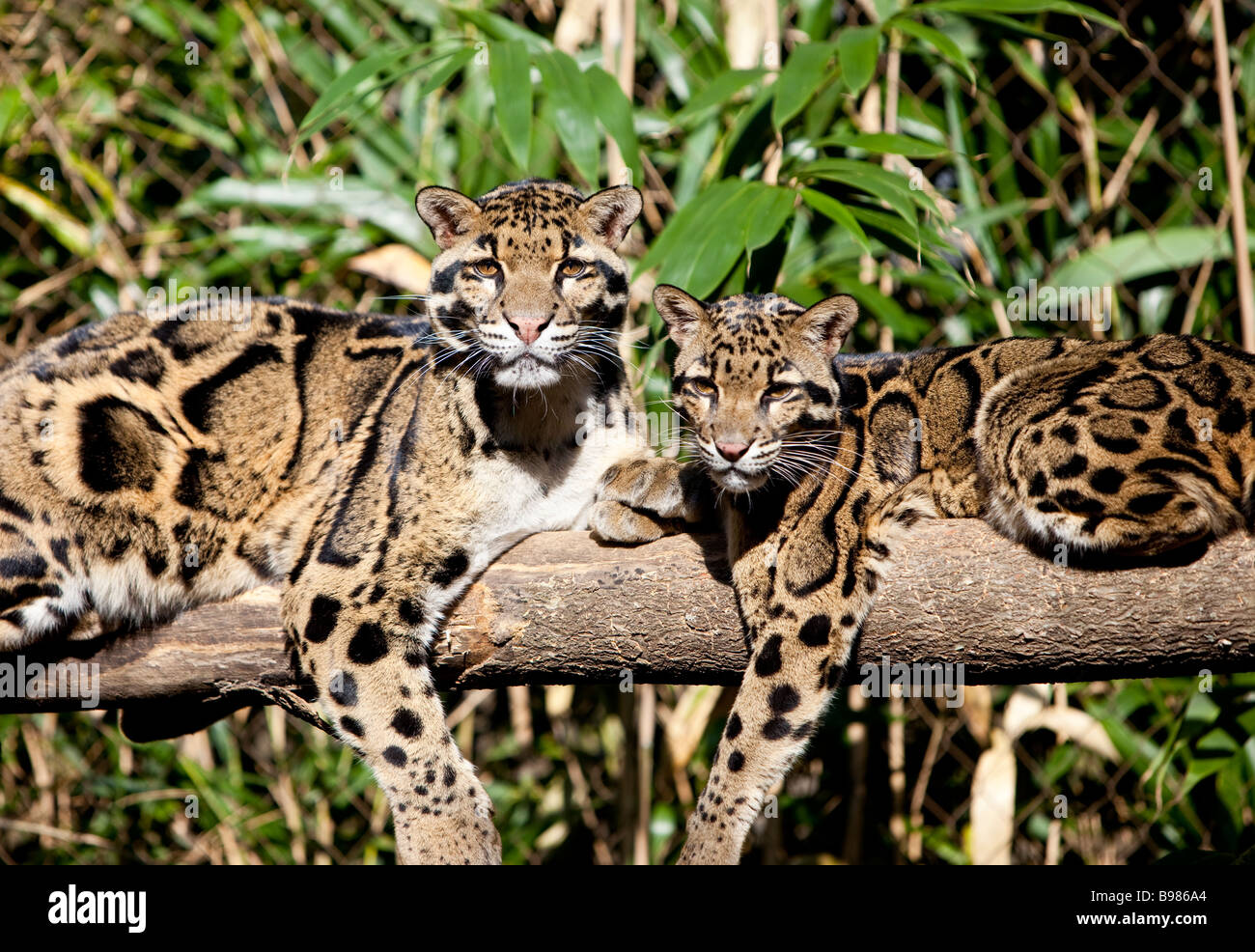 Les léopards Neofelis nebuloso assombri Banque D'Images