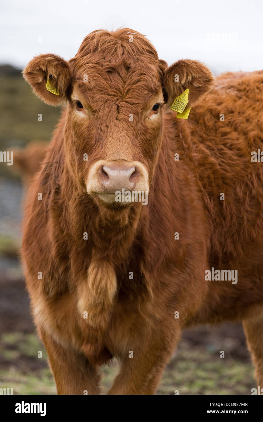 Close-up of a Highland cattle franchi ? Aviafauna birdshowing la faune aviaire de l'oreille tags Banque D'Images