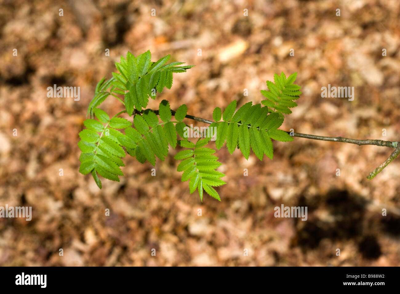 Les feuilles d'un arbrisseau poussant dans Rowan Woodland à Alderley Edge dans Cheshire Banque D'Images