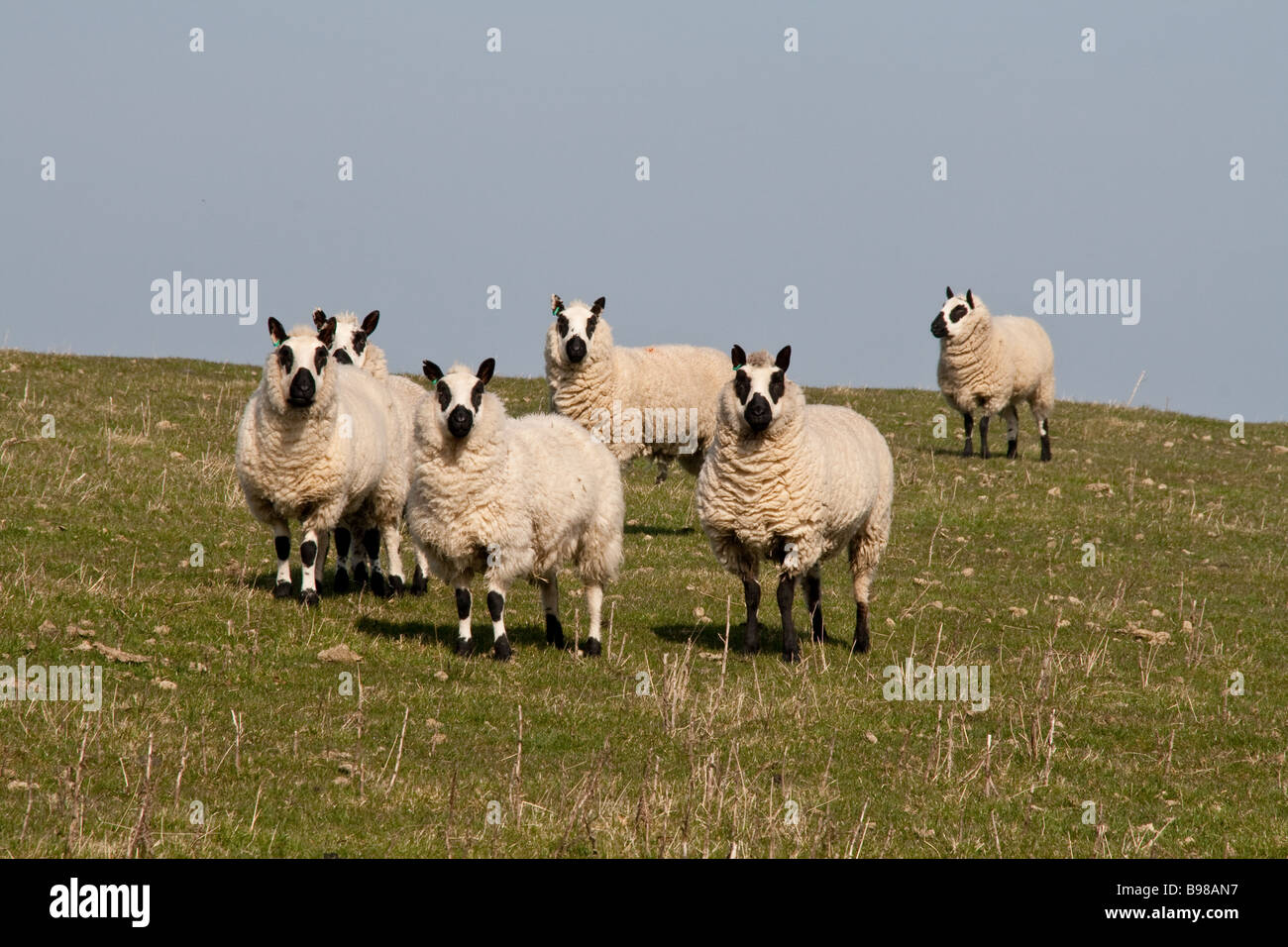 La race Kerry des moutons sur une colline, dans la vallée de Kerry nouveau Newtown, Powys, Wales Banque D'Images