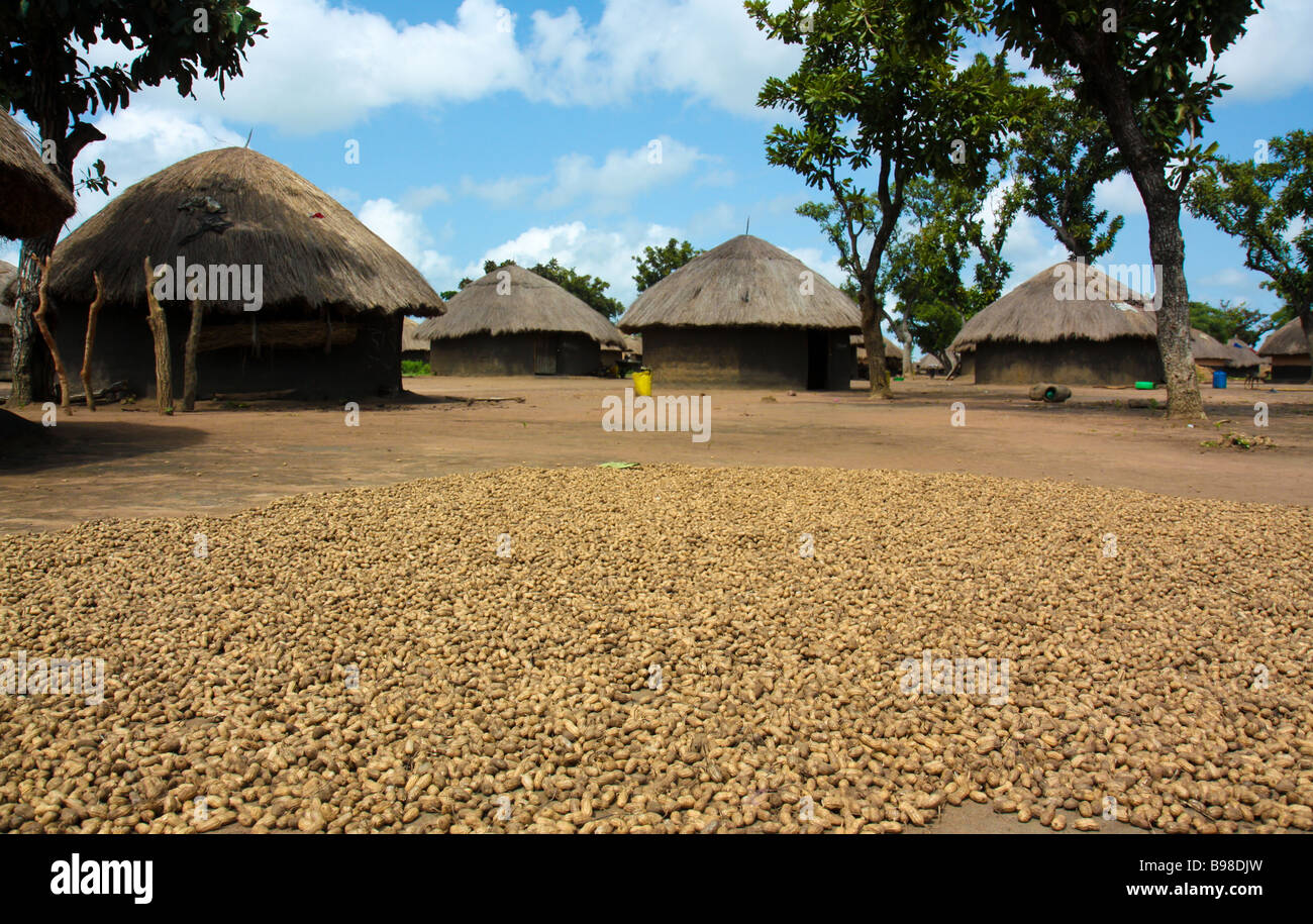 L'arachide ou 'G-séchage des noix dans un camp de personnes déplacées dans le nord de l'Ouganda Banque D'Images