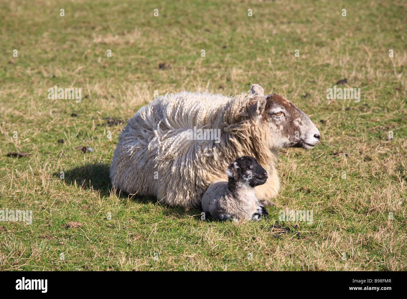 Mère moutons et nouvelle agneau né dans un champ, England, UK Banque D'Images