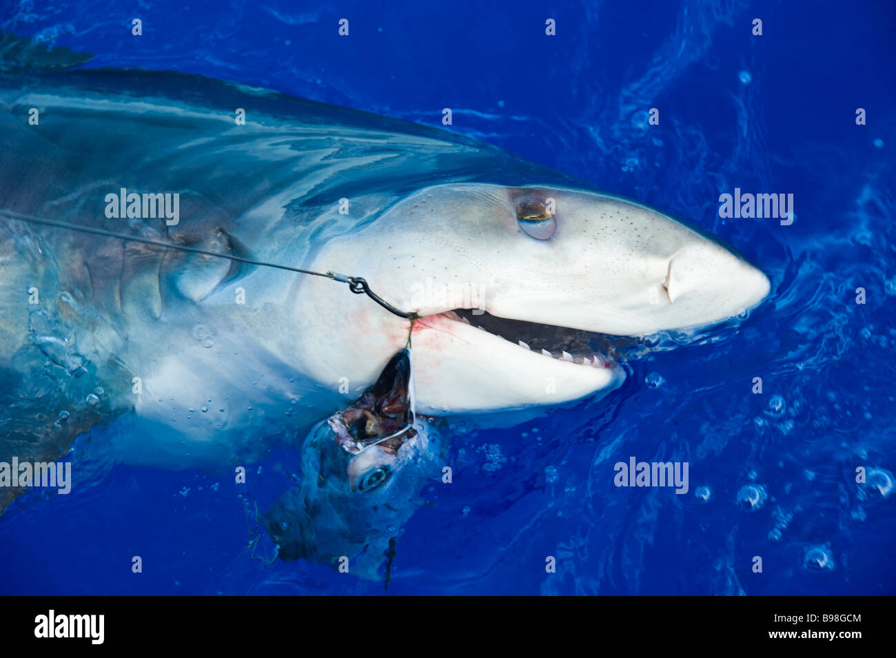 Prises accessoires de requin tigre Pêche au gros La Reunion France |  Tigerhai, Fang suis Haken, Hochseeangeln, La Réunion Photo Stock - Alamy