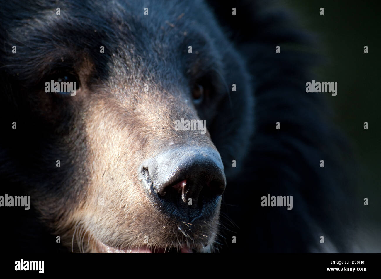 L'ours noir de l'Himalaya en captivité Ursus thibetanus Selenarctos thibetanus au Padmaja Naidu Himalayan Zoological Park, Darjeeling Banque D'Images