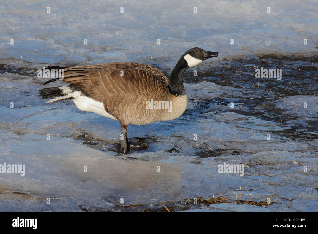 Canada goose on ice au bord de lagon Victoria British Columbia Canada Banque D'Images