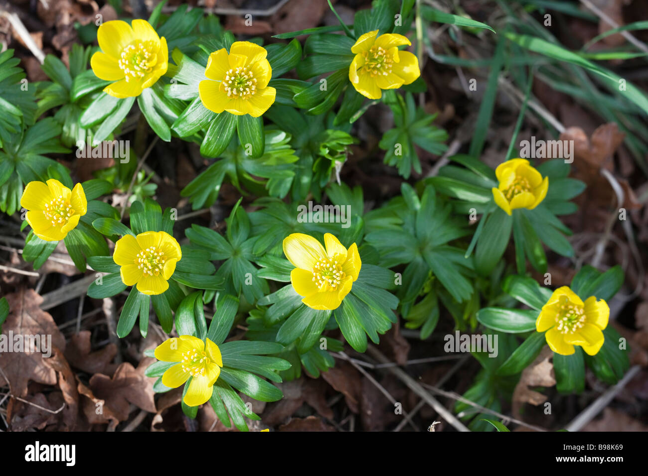 Eranthis hyemalis aconit d'hiver Howick Hall garden Northumberland Royaume-uni Banque D'Images