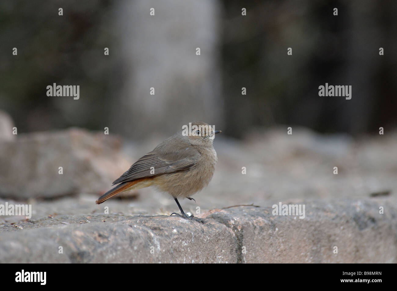 Femme noir Phoenicurus ochruros Rougequeue Pamir rufiventris assis sur le mur de pierre à Jaipur en Inde Banque D'Images