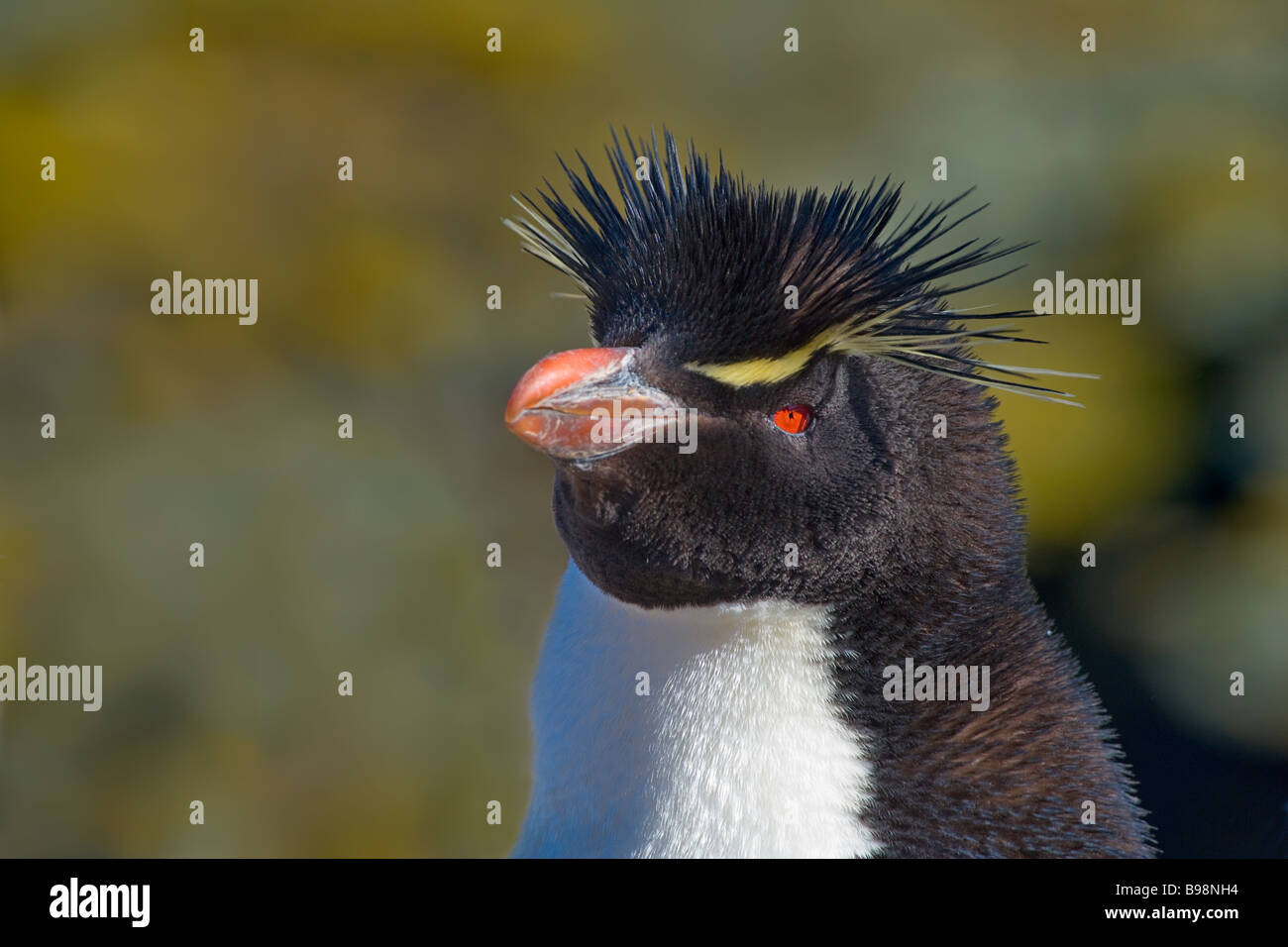 Rockhopper Penguin (Eudyptes chrysocome) nouvelle île Falkland Islands Banque D'Images