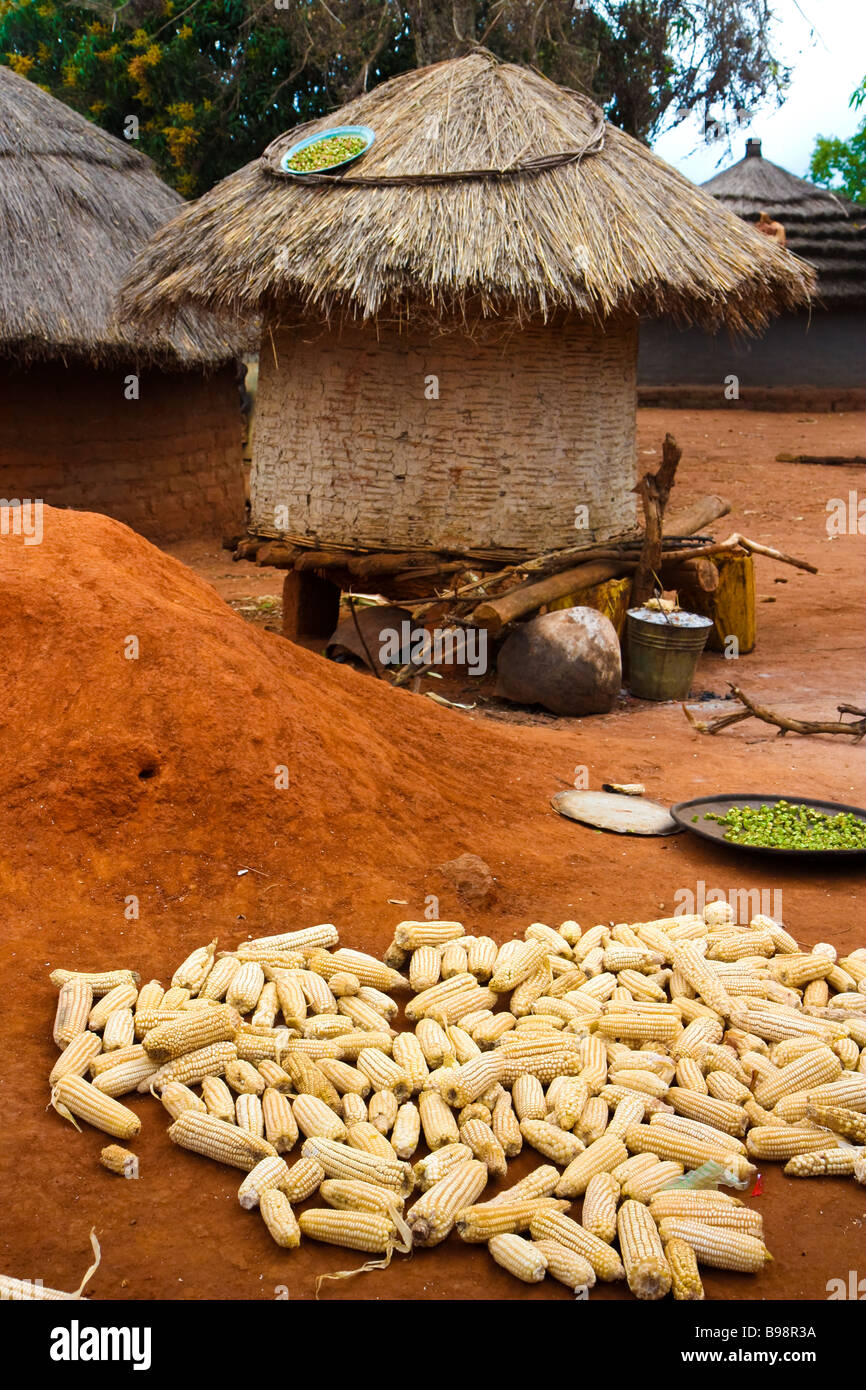 Le maïs et autres denrées sécher dans un village dans le nord de l'Ouganda Banque D'Images