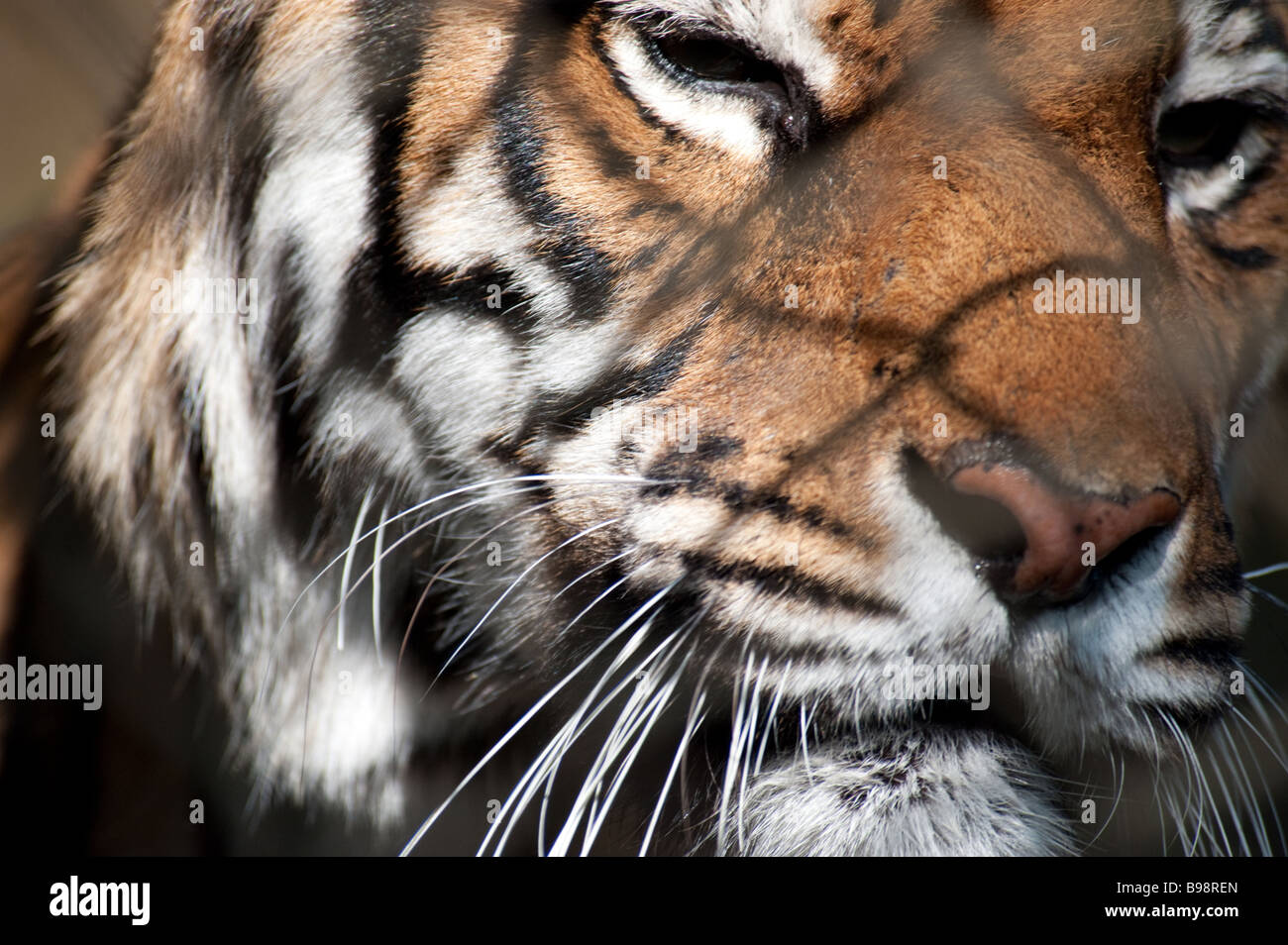 Tigre du Bengale en captivité (Panthera tigris tigris) à Padmaja Naidu Himalayan Zoological Park, Darjeeling Banque D'Images