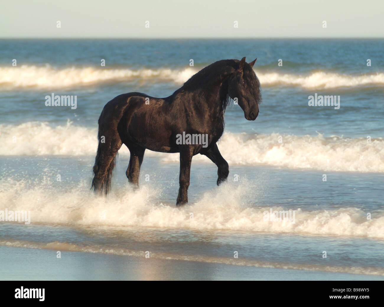 Les chevaux frisons splash dans l'eau Banque D'Images