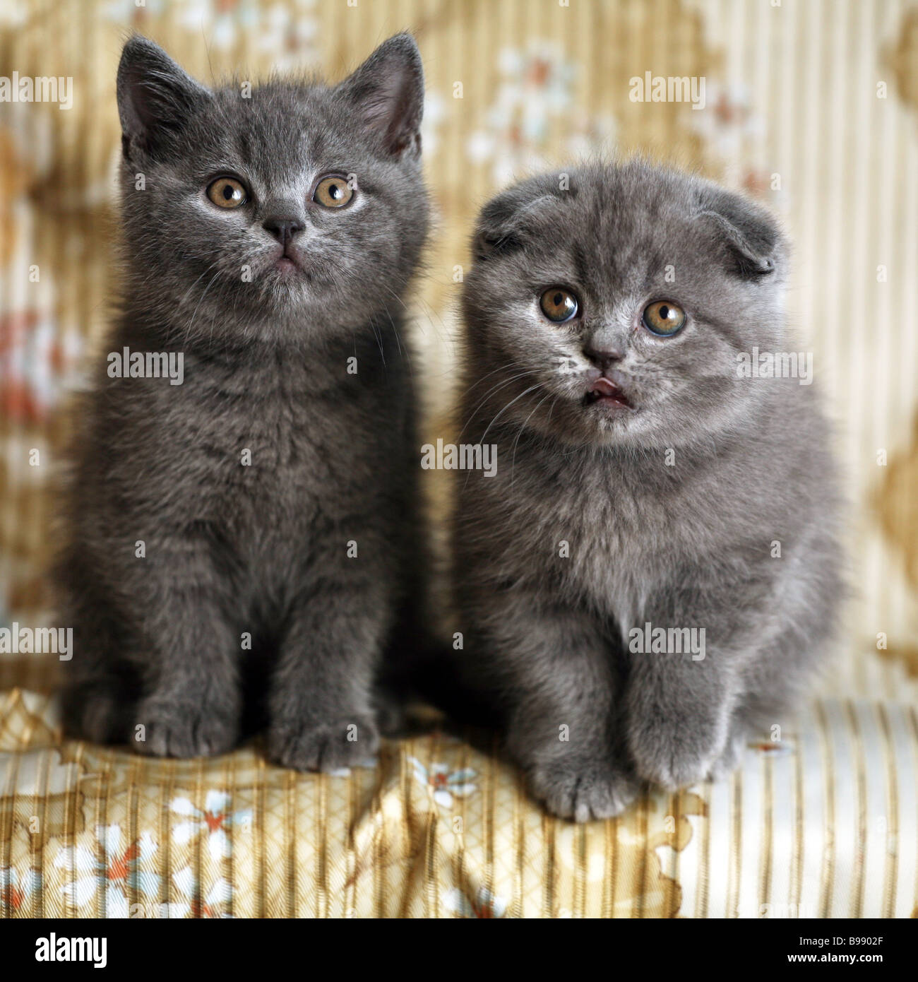 Deux chatons Scottish Fold. Banque D'Images