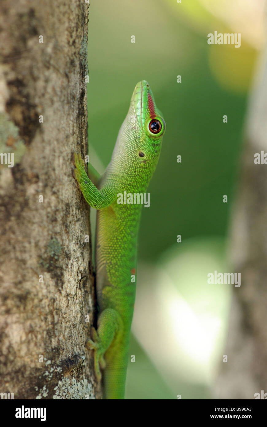 Jour Madagascar géant (Phelsuma madagascariensis grandis Gecko) sur le tronc de l'arbre dans la réserve spéciale d'Ankarana, Madagascar. Banque D'Images