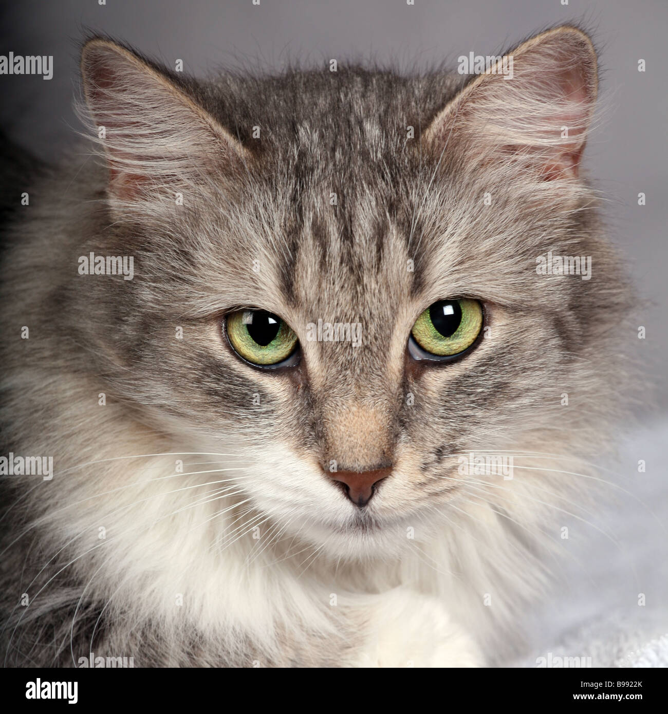 Norwegian Forest cat. Banque D'Images