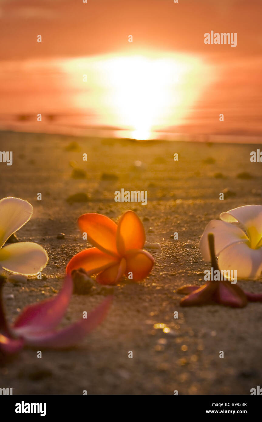 Un moment de perfection sublime Plumeria frangipani au crépuscule sur les îles Cook Aitutaki Jan 2009 Pacifique Sud Banque D'Images