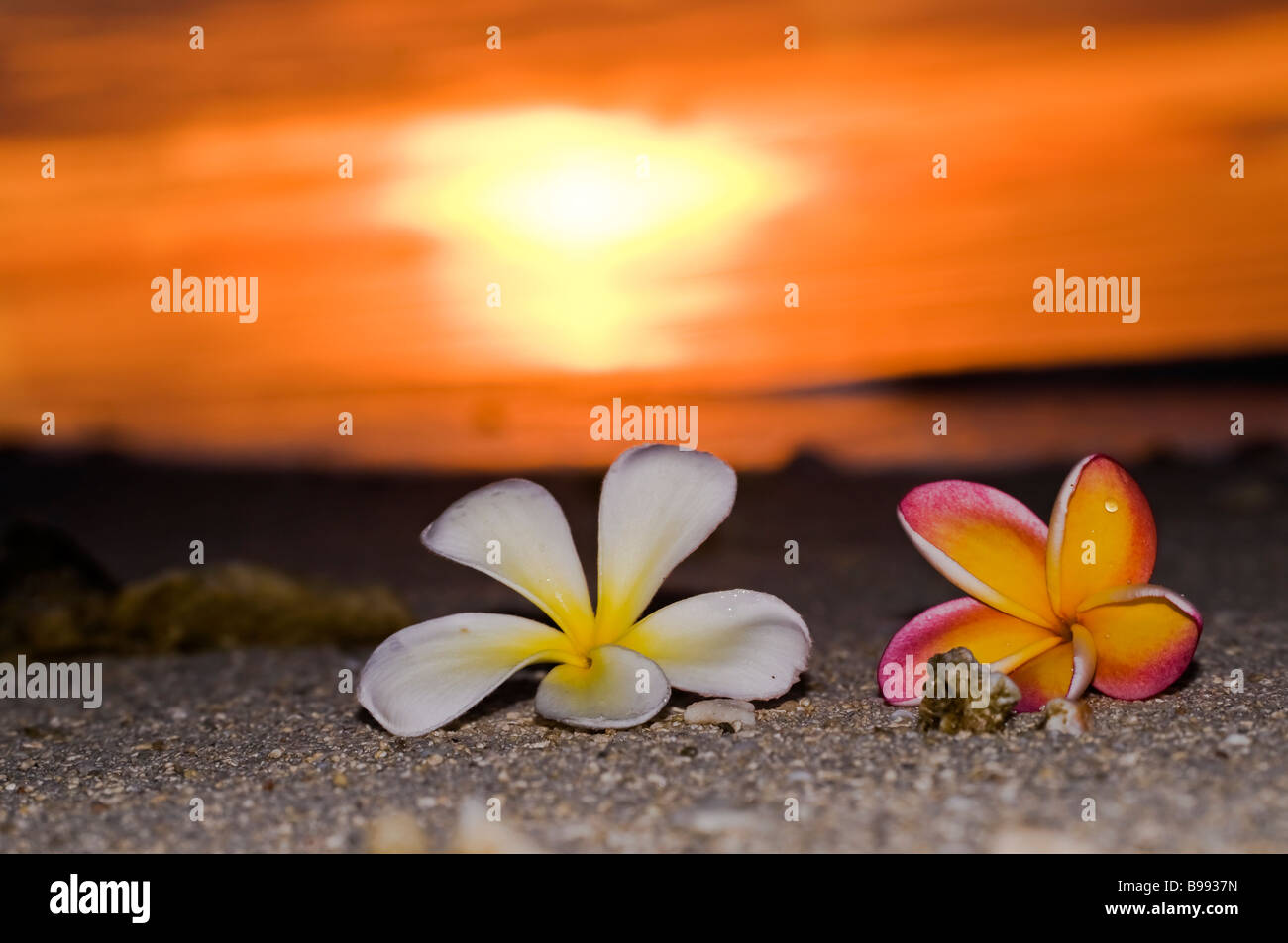 Plumeria ou frangipanier originaire de régions tropicales et subtropicales des Amériques tourné au crépuscule à Aitutaki Cook Islands Banque D'Images