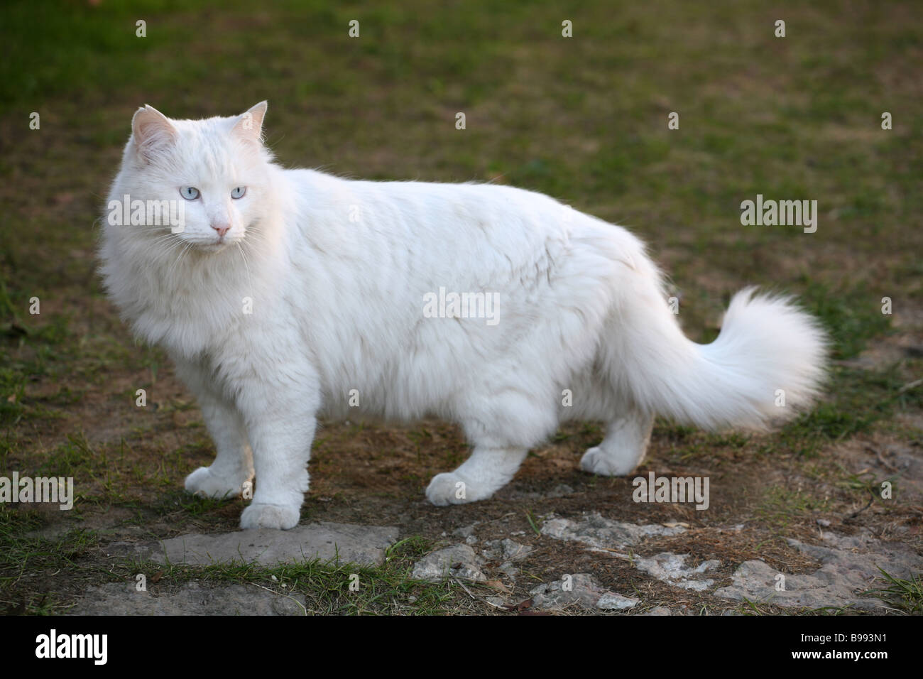 chat blanc. Banque D'Images