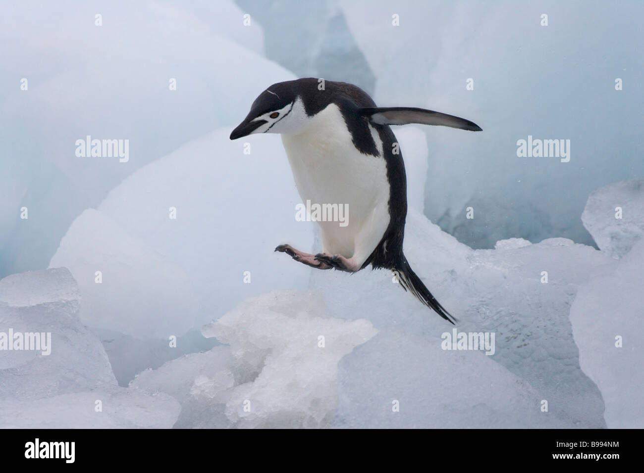 Manchot à Jugulaire (Pygoscelis antarcticus) sauter sur la glace de l'Antarctique Banque D'Images