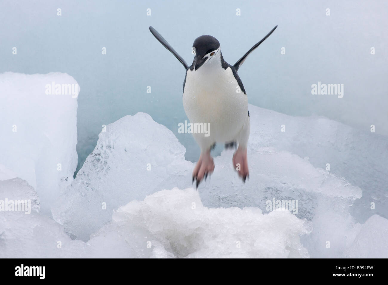 Manchot à Jugulaire (Pygoscelis antarcticus) sauter sur la glace de l'Antarctique Banque D'Images