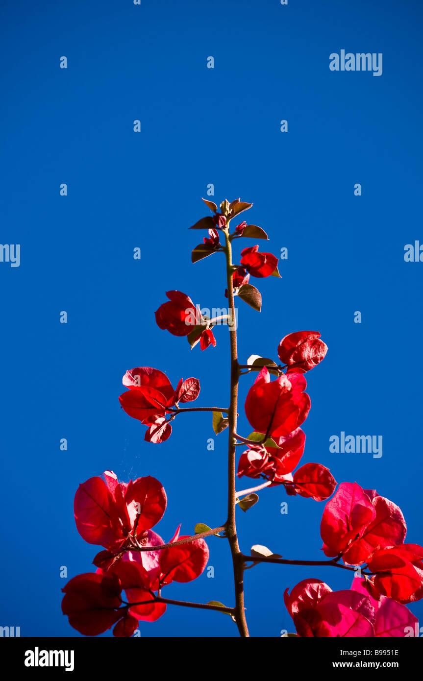 Bougainvillée rouge est un genre de plantes à fleurs originaire d'Amérique du Sud rouge sur bleu ciel Banque D'Images