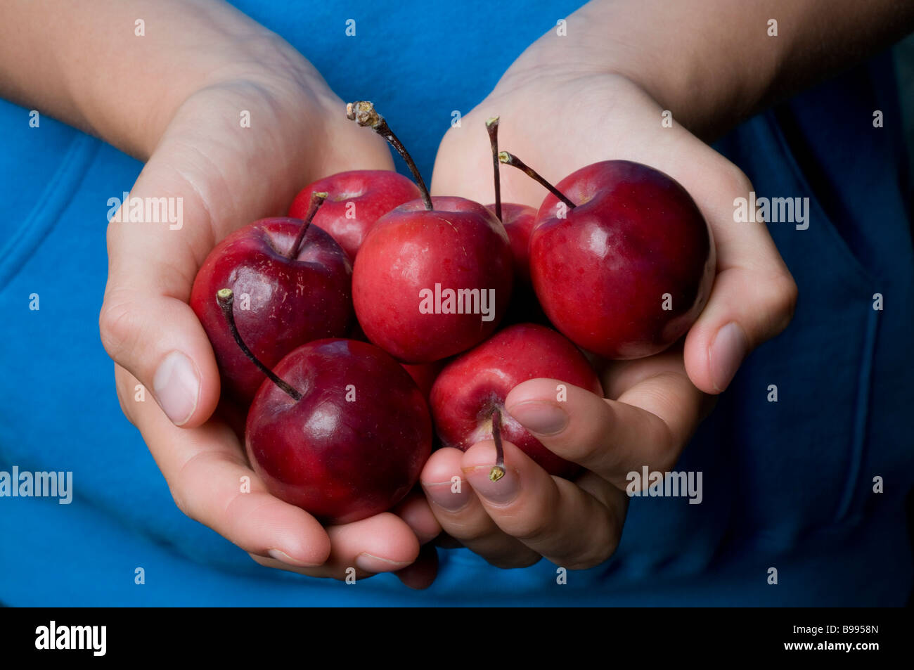 Hands holding crab apples Banque D'Images