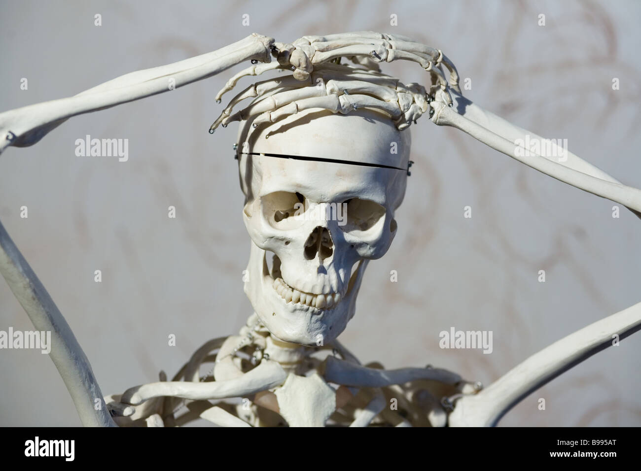 squelette humain Banque D'Images