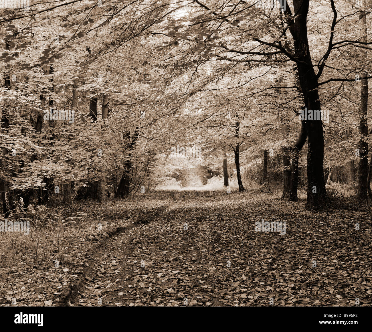 Forêt d'automne, Wrington, Somerset, Angleterre Banque D'Images