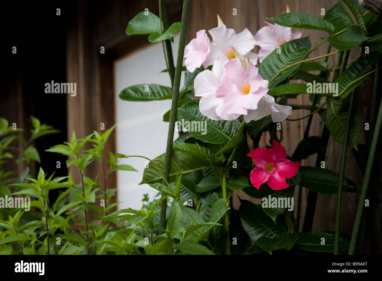Flowers in garden Banque D'Images