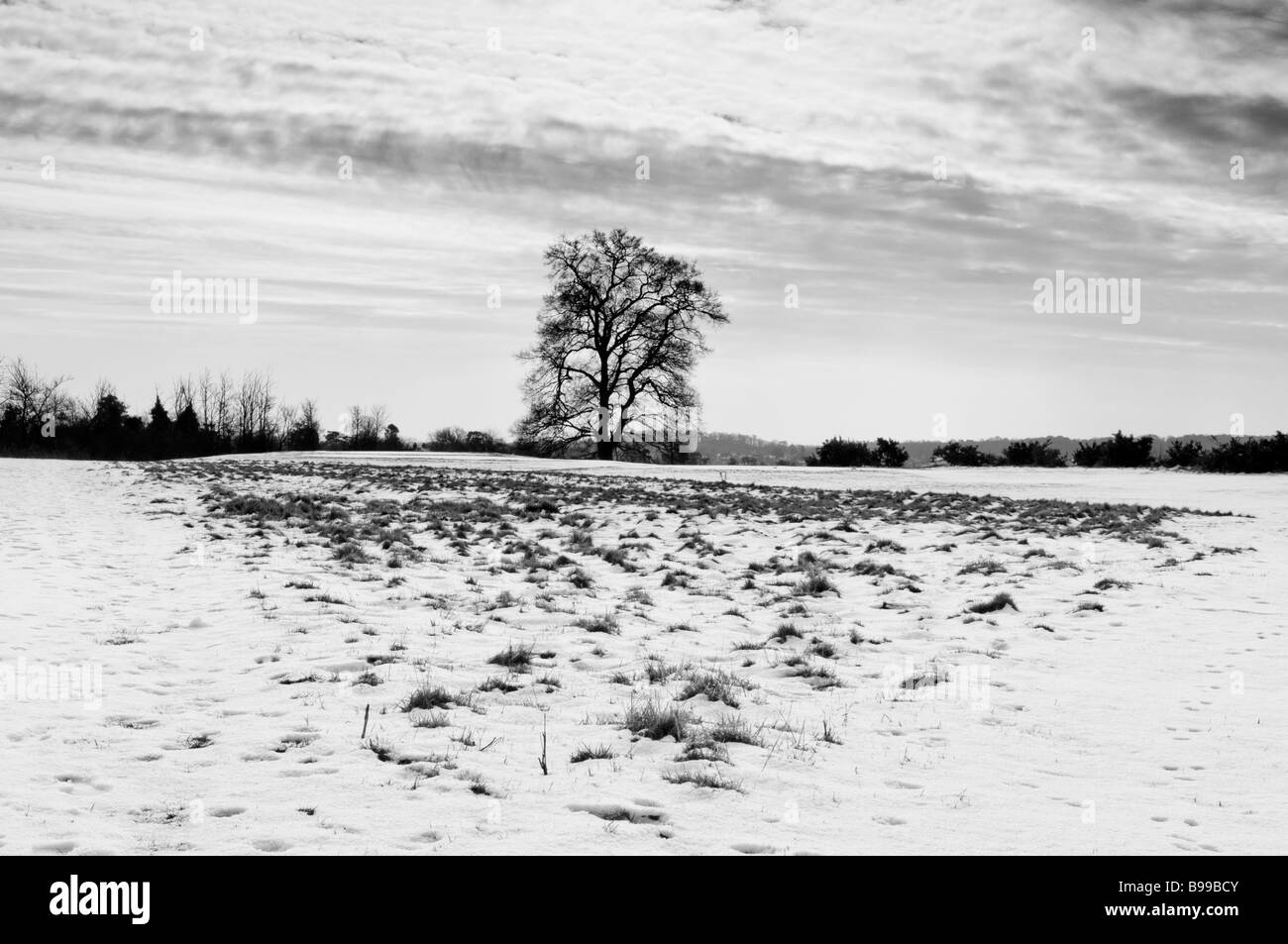 Un seul arbre se détache sur le paysage enneigé Banque D'Images