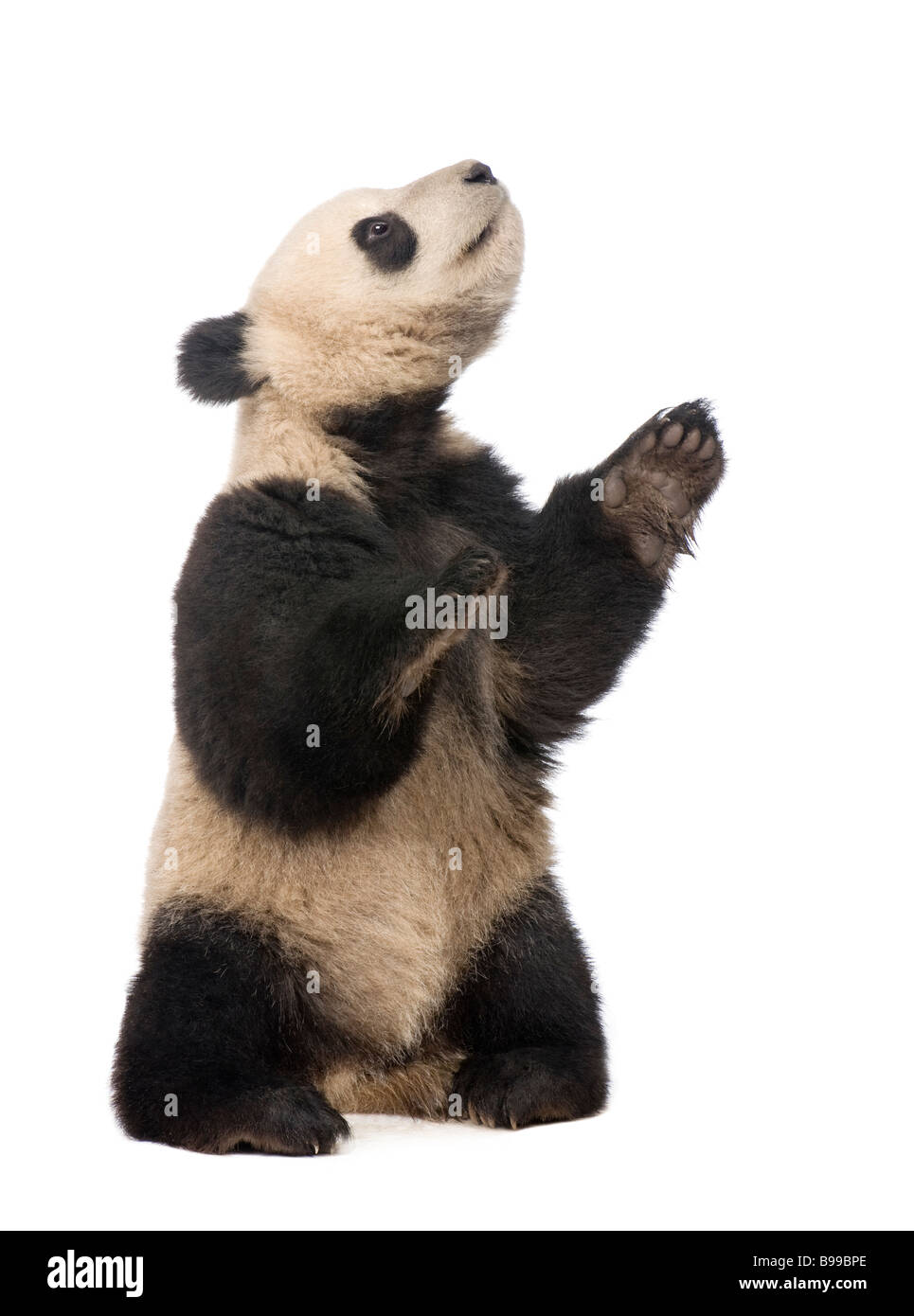 Panda géant Ailuropoda melanoleuca 18 mois devant un fond blanc Banque D'Images
