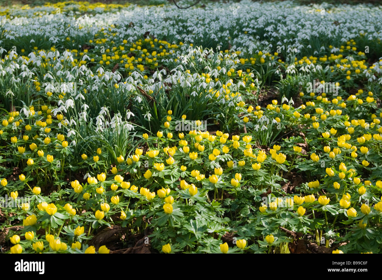 Perce-neige blanc et jaune vif (Eranthis hyemalis) Aconites au début du printemps dans la campagne du Derbyshire, Angleterre Banque D'Images