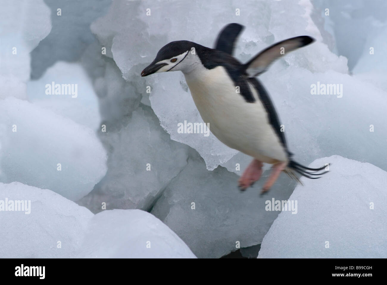 Manchot à Jugulaire (Pygoscelis antarcticus) sauter sur la glace de l'Antarctique Banque D'Images