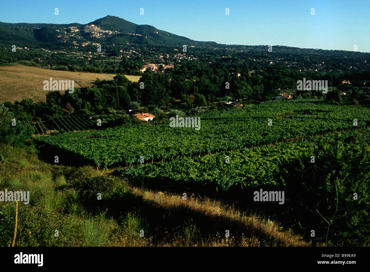 Italie Latium Frascati vignobles dans les environs de la ville de Frascati hill de Rocca di Papa Monte Cavo dans la distance Banque D'Images