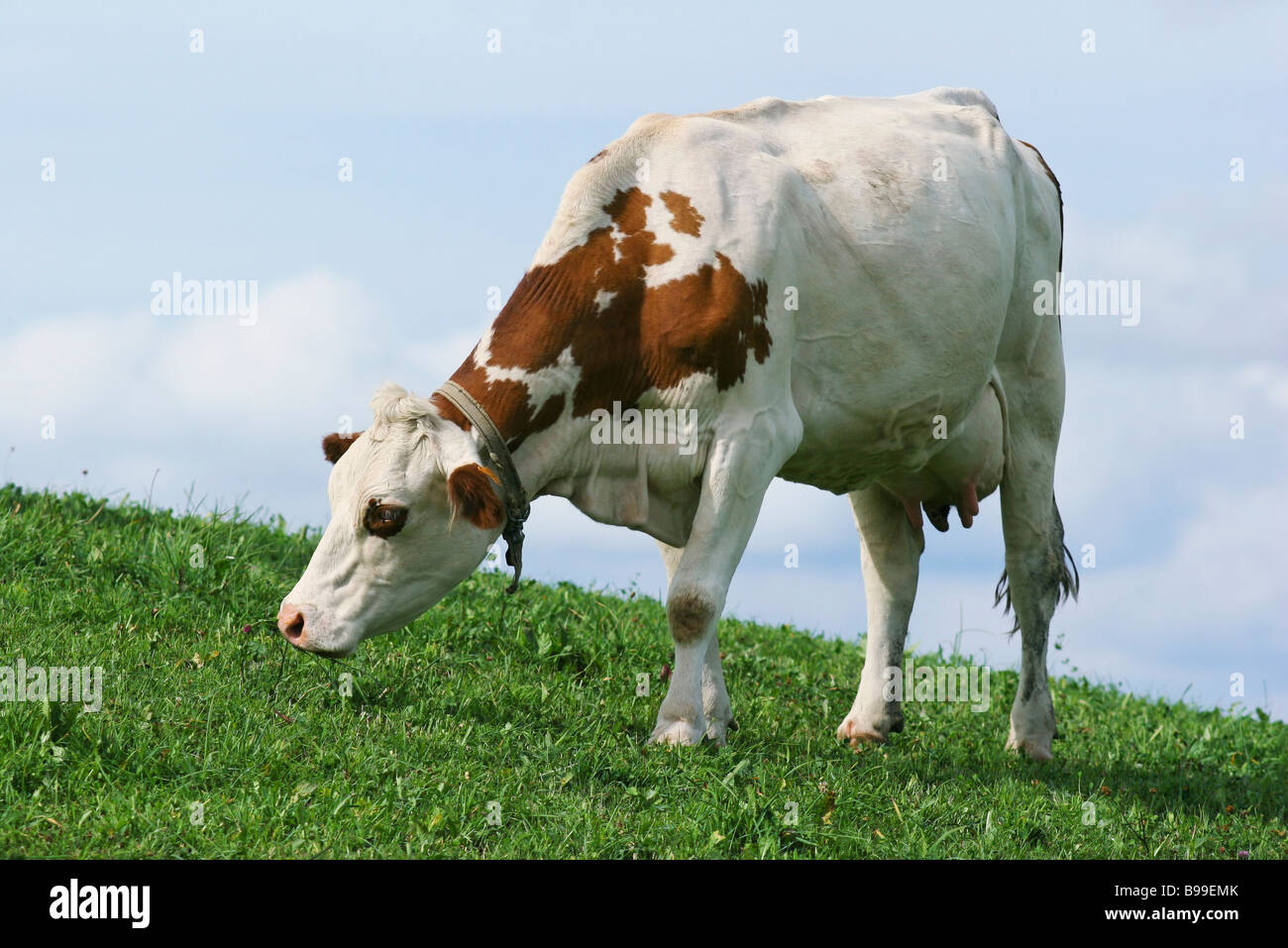 Le pâturage des vaches laitières au pâturage, close-up Banque D'Images