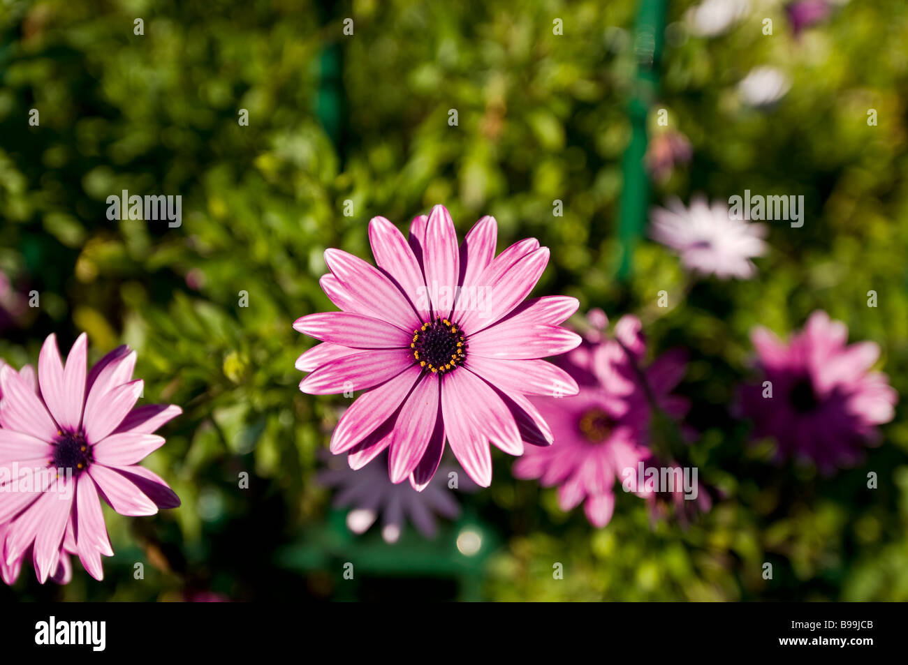 Daisy africains ou sud-africain Cape Daisy et Daisy Blue Eyed Daisy sont Osteospermums subshrubs vivaces Banque D'Images