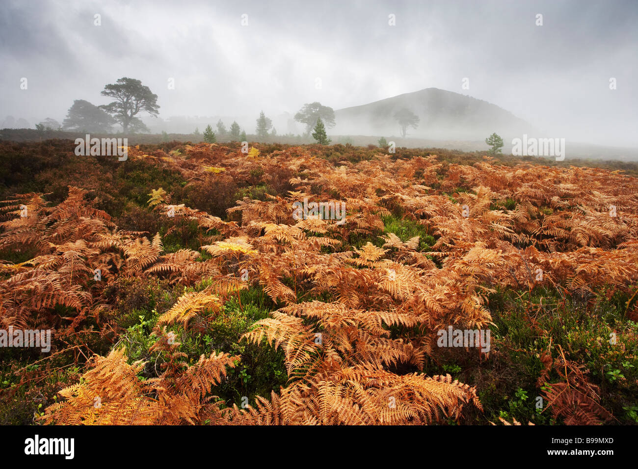 Moor des hautes terres de fougères et dispersés de pins sylvestres (Pinus sylvestris) en automne Banque D'Images