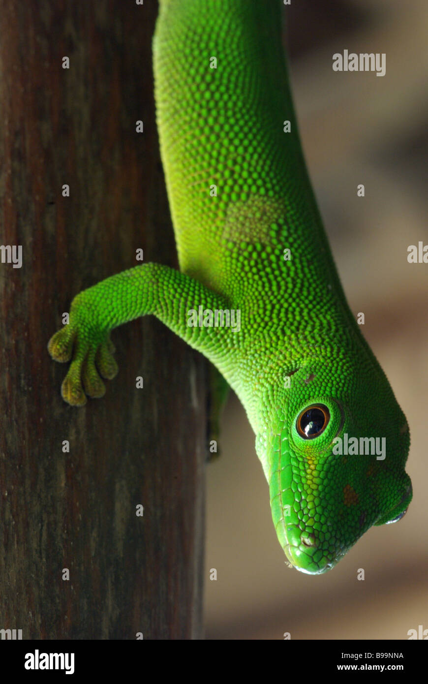 Close-up of Madagascar géant jour Gecko (Phelsuma madagascariensis grandis) sur lodge pole position à Nosy Komba (Madagascar). Banque D'Images