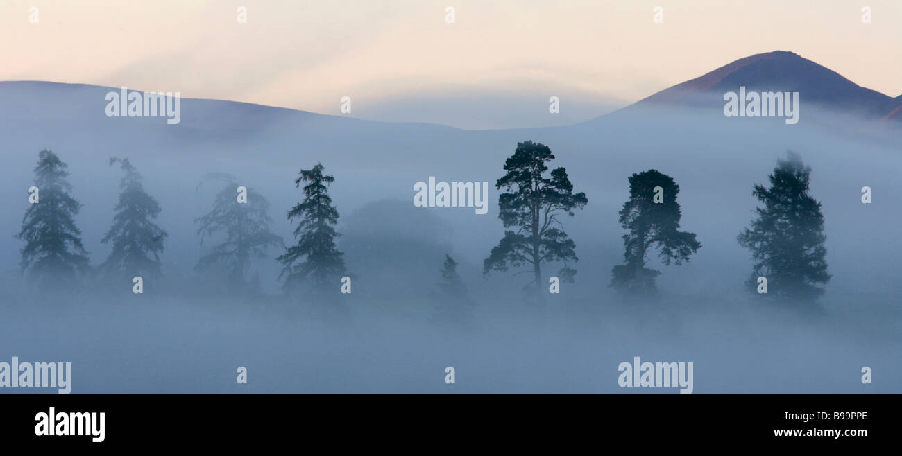 Le pin sylvestre (Pinus sylvestris) dans le brouillard Banque D'Images