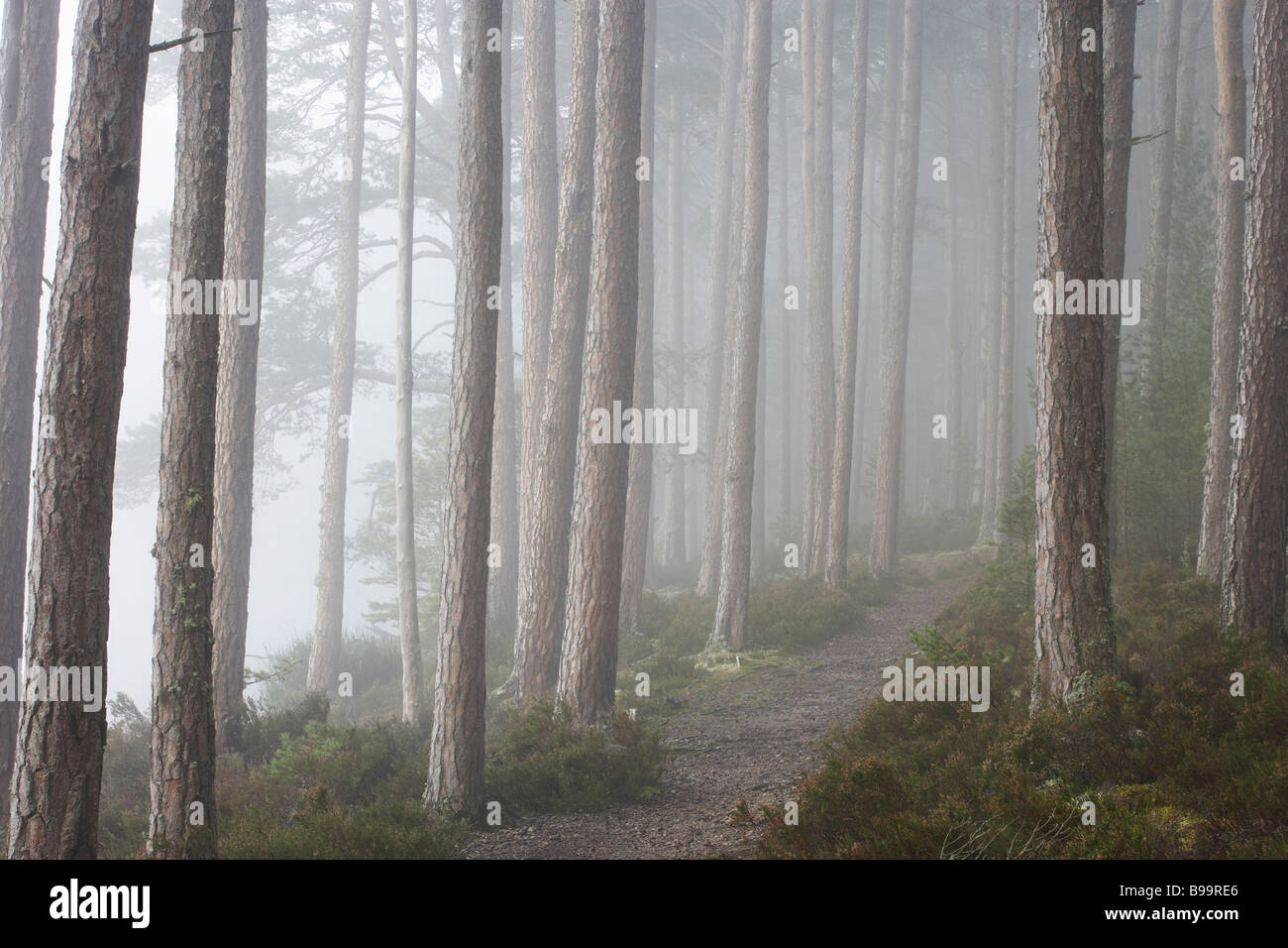 Sentier à travers la forêt de pins calédoniens autochtones (Pinus sylvestris) Banque D'Images