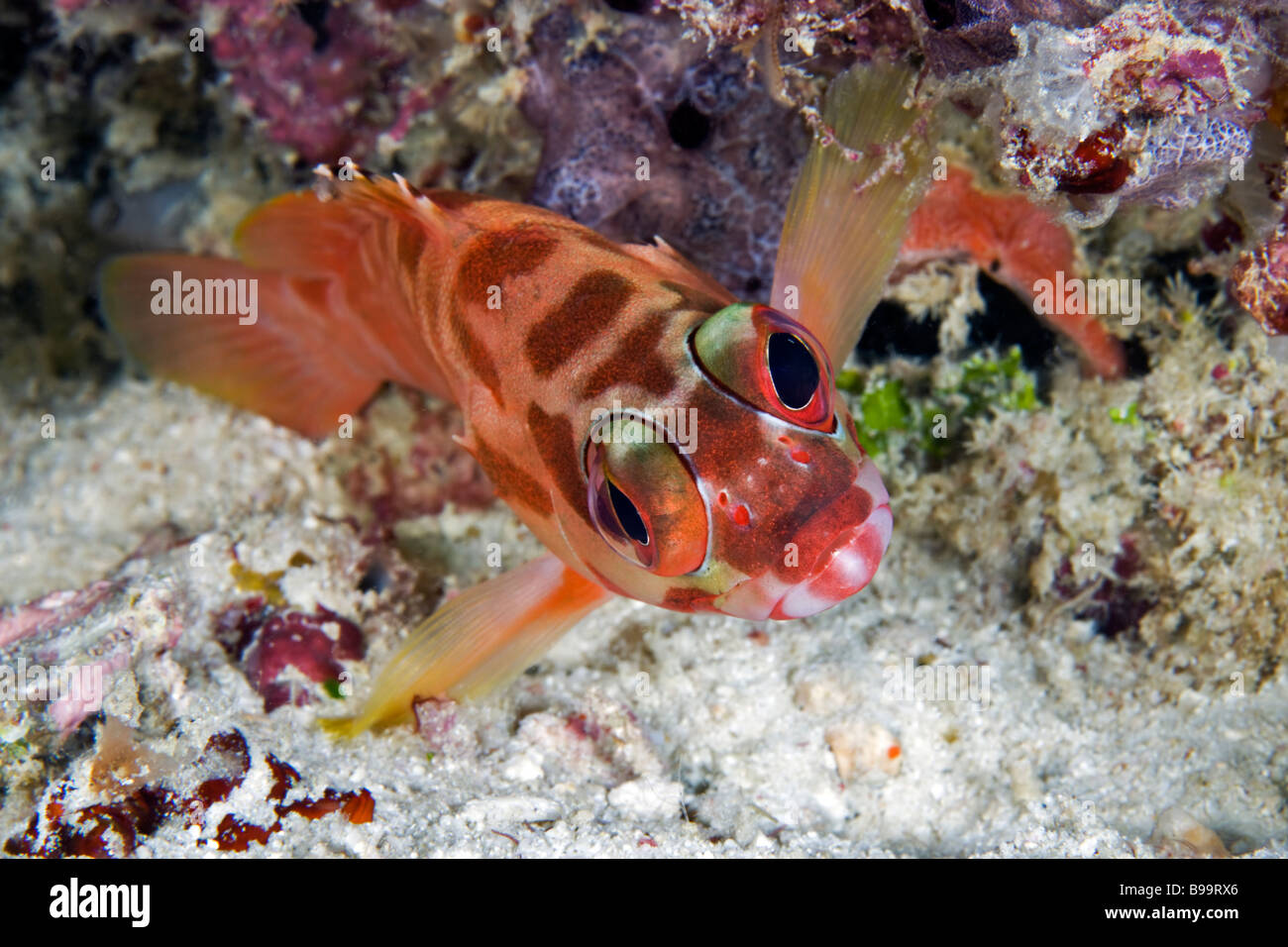 Le groupeur Blacktip apparaît dans son déguisement de clown au sol Grondin Reef dans la mer de Célèbes, Sabah, Malaisie. Banque D'Images