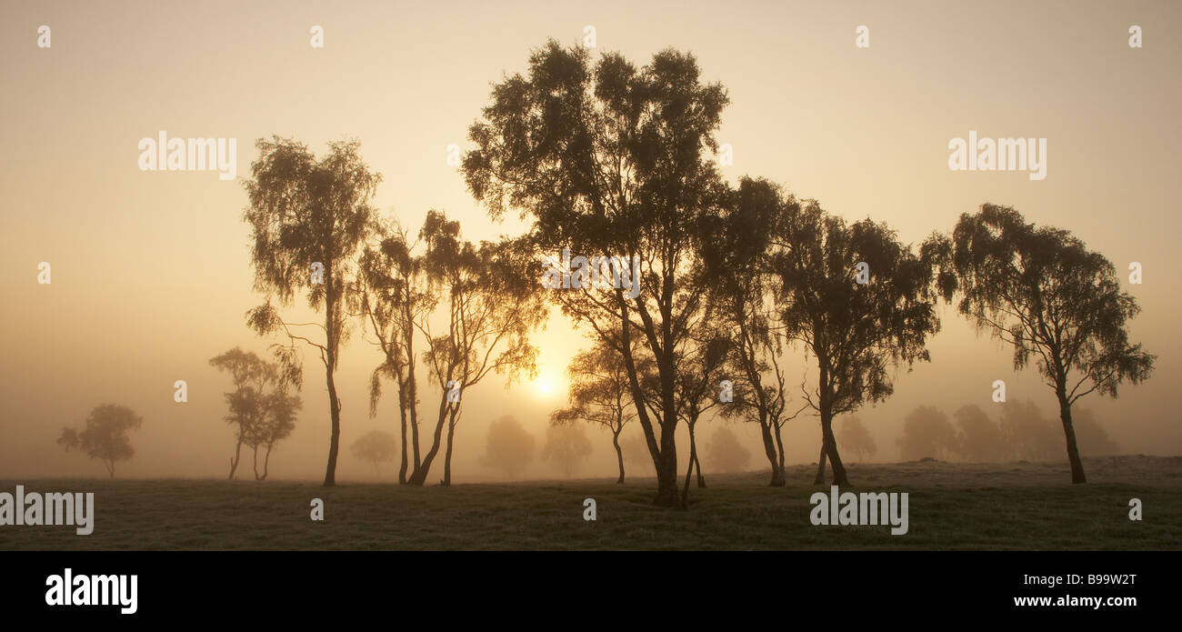 Bouleaux d'argent, les bouleaux (Betula pendula), arbres dans la brume à l'aube Banque D'Images