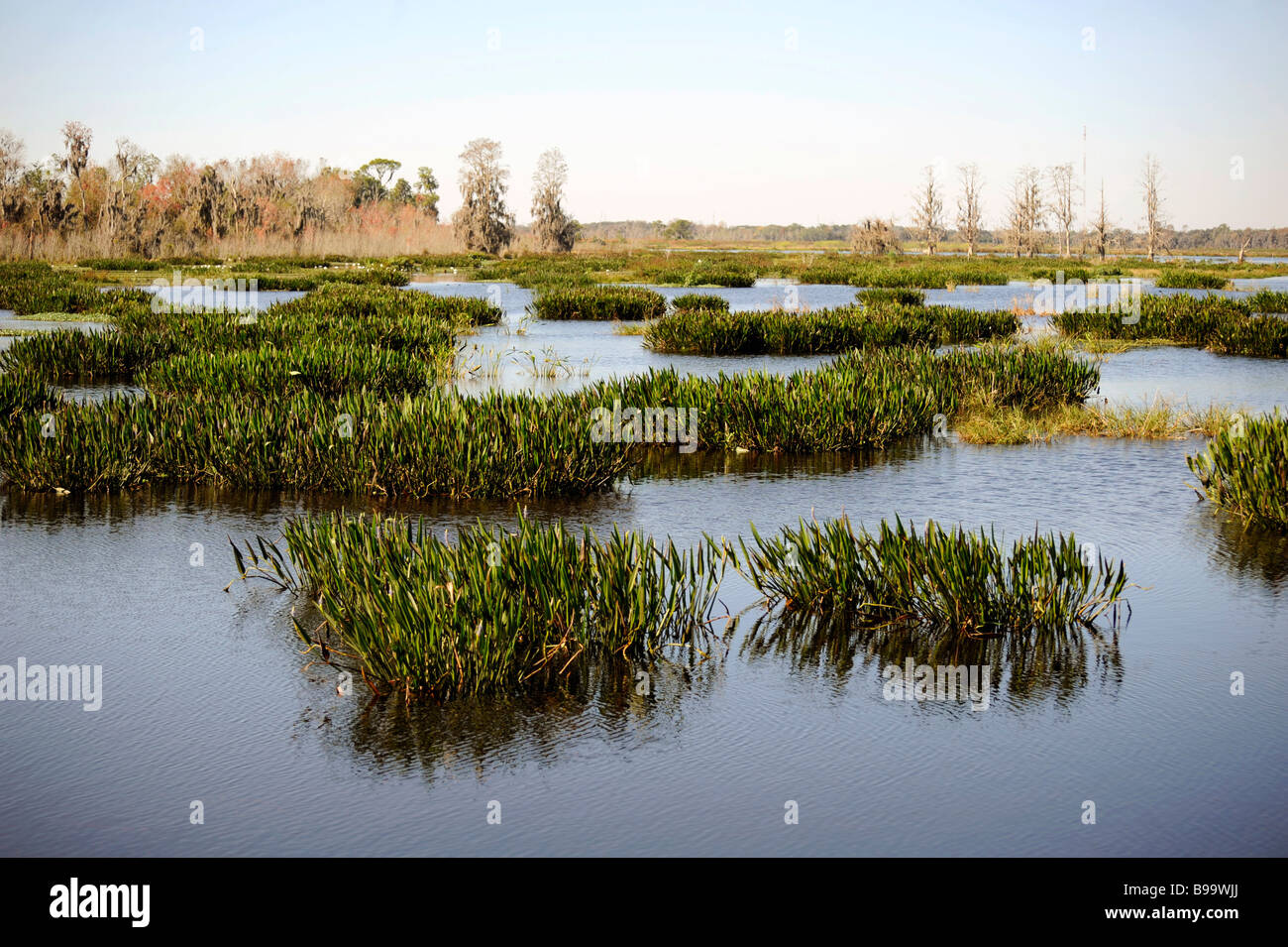 Circle B Bar Réserver La Nature Centre Floride Lakeland Polk Comté U S Banque D'Images