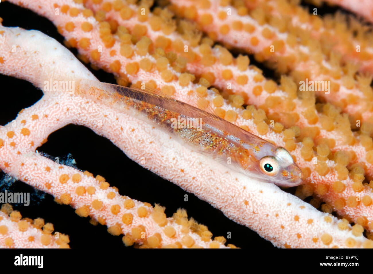 La grande semi-translucides Gobie Whip est difficile à repérer sur ce corail lattice au sol de corail au Grondin Mer de Célèbes, en Malaisie. Banque D'Images