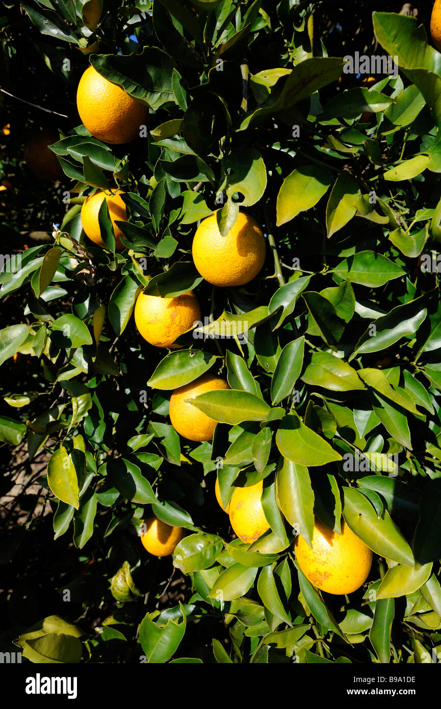 Orangers Lake Wales en Floride US Banque D'Images