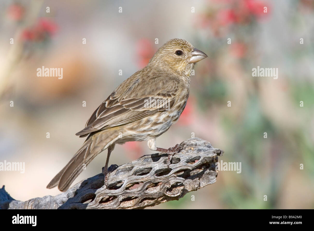 Roselin familier Banque D'Images