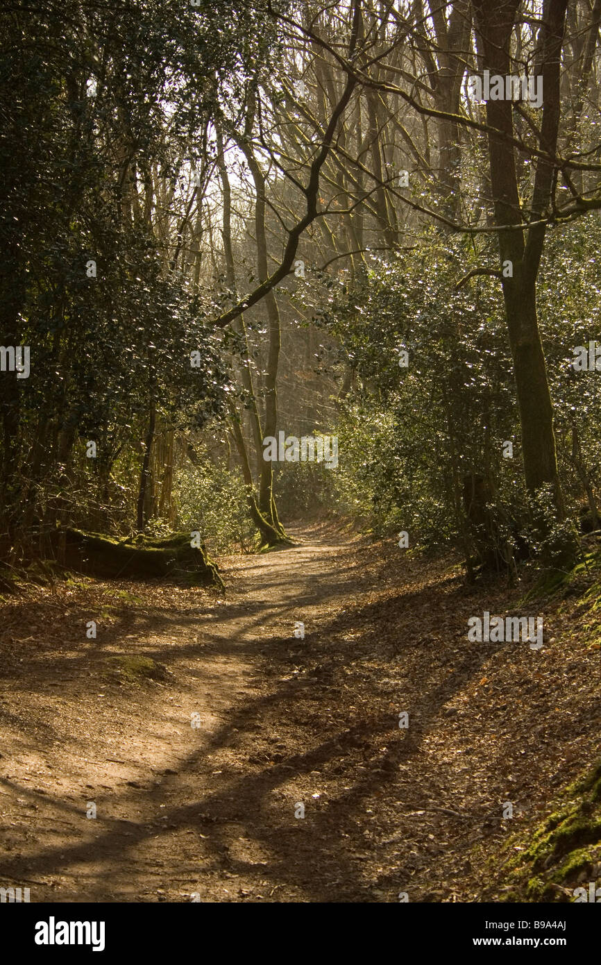 Chemin des bois enchantés à Surrey en Angleterre Banque D'Images