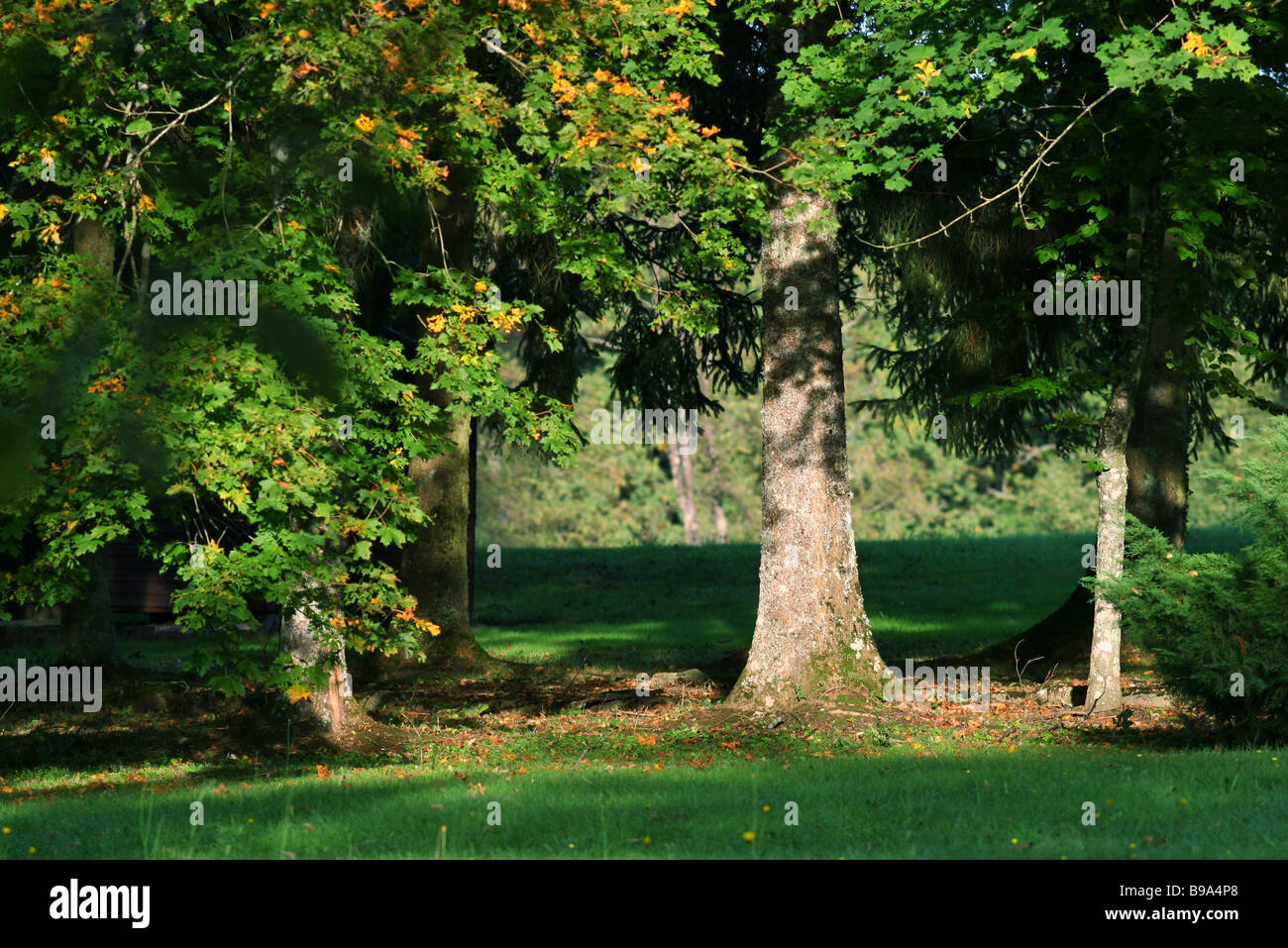 Arbres en pré herbeux Banque D'Images