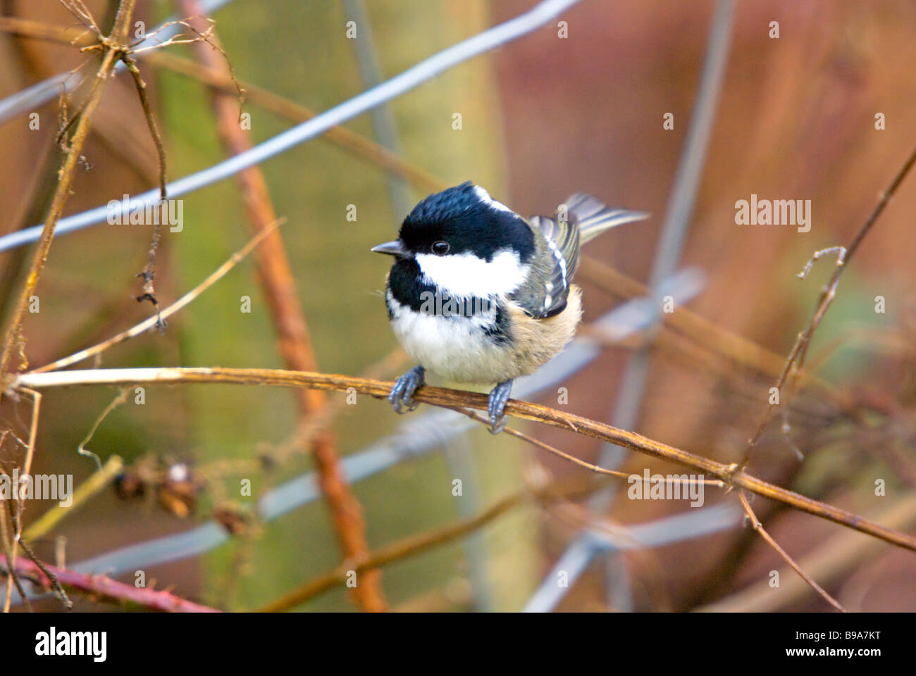 Une Mésange noire, Parus ater. Banque D'Images